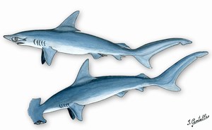 dessin de Requin  marteau